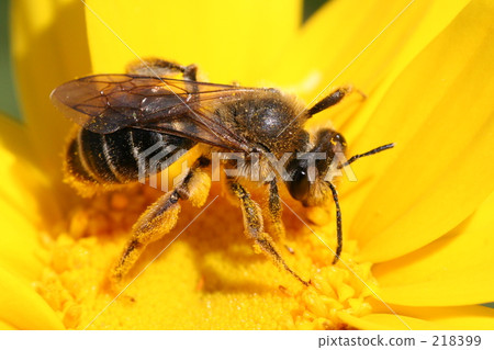 insect, insects, bee 218399