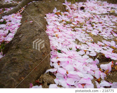 scatter, petal, petals 218775