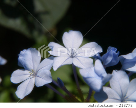 plumbago auriculata, leadwort, bright 218778