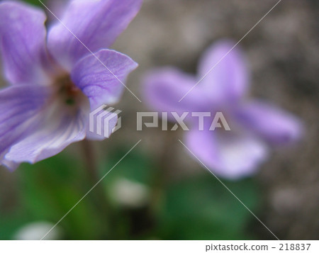 紫羅蘭護衛艦 218837