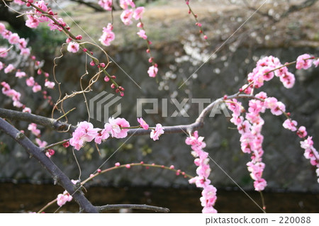 Plum blooming on the bank of Soga Bairin 220088