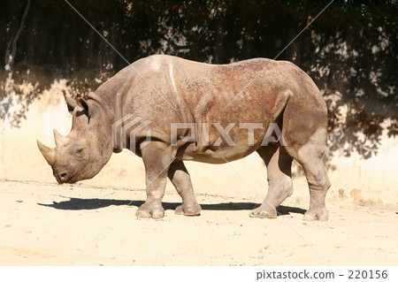 Full figure of black rose Full figure of black rose 220156