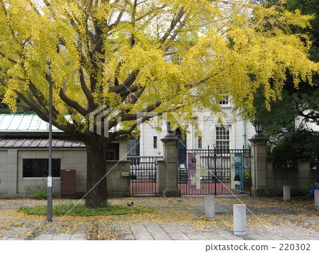 銀杏葉的秋天 220302