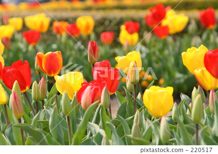 Chillip Chillip 220517