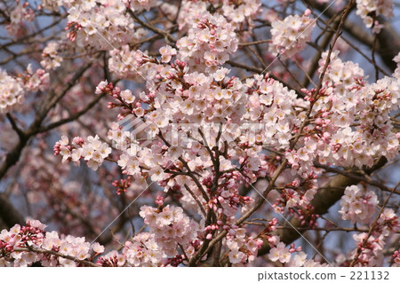 乾淨的櫻花 221132