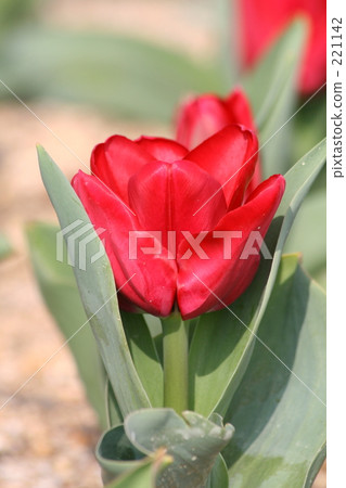 Tulip flower Tulip flower 221142
