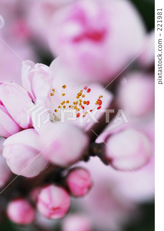 Spring color Ⅱ 221981