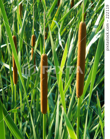 Ear of ear to receiving Sayo Ear of ear to receiving Sayo 222119