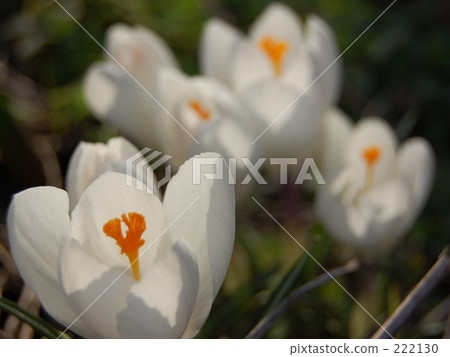 ☆[純白番紅花]☆ 222130