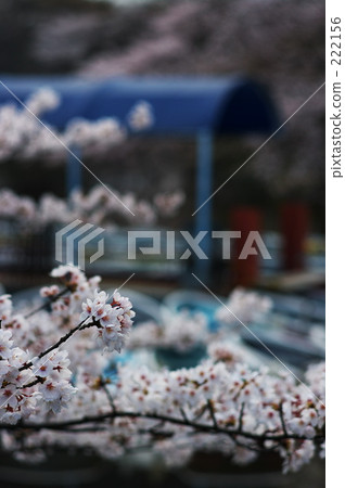 promotion (school), Kichioji, new life 222156