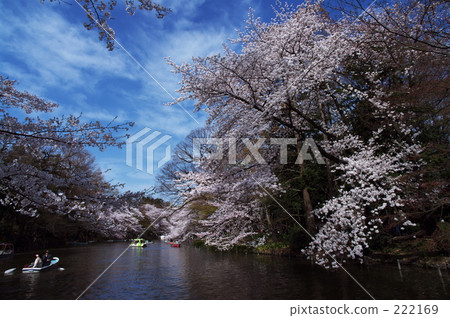 new life, promotion (school), flowering trees 222169