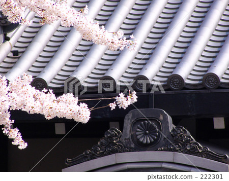 Cherry tree and tile 222301
