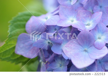 Hydrangea_001 Hydrangea_001 222313