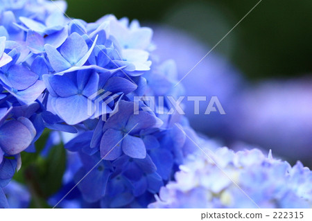 繡球花_002 繡球花_002 222315