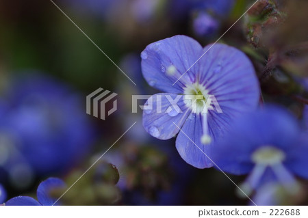 藍色的花 222688