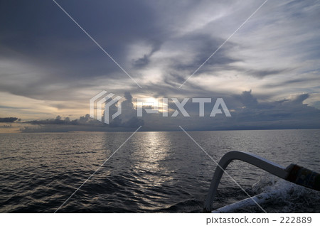 indonesia, bali, coconut palm 222889