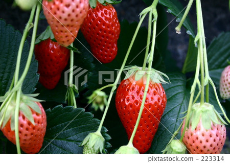 Strawberry Strawberry 223314