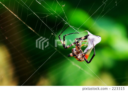 Supplement of elephants - 02 Supplement of elephants - 02 223315