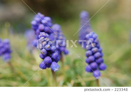 Spring flower Spring flower 223348