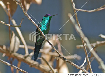 Violet bassi hummingbird Violet bassi hummingbird 223395