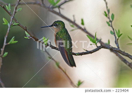 Ruby Hummingbird 223404