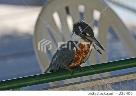 Yamazami in South America 223409