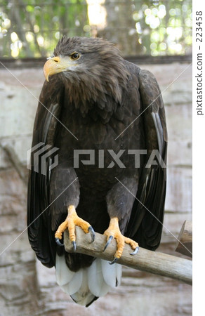 The brave appearance of a white-tailed eagle The brave appearance of a white-tailed eagle 223458