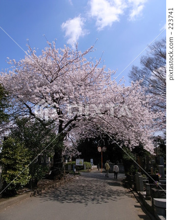 春天 春 櫻花 223741