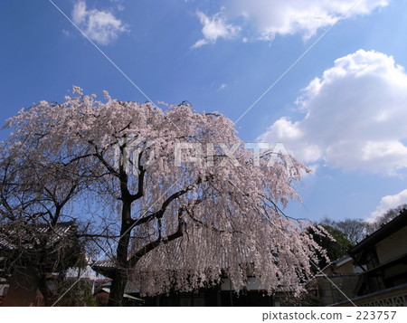 谷中 賞櫻 賞花 223757