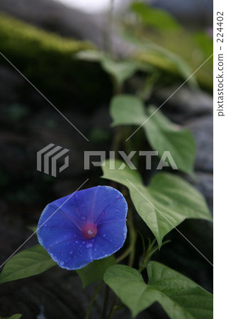 Morning glory 224402