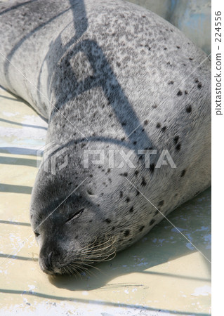 true seal, earless seal, harbor seal 224556