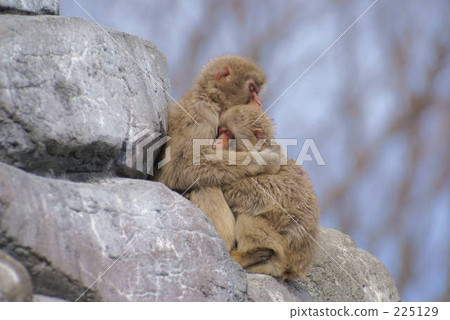 感情 感情 225129