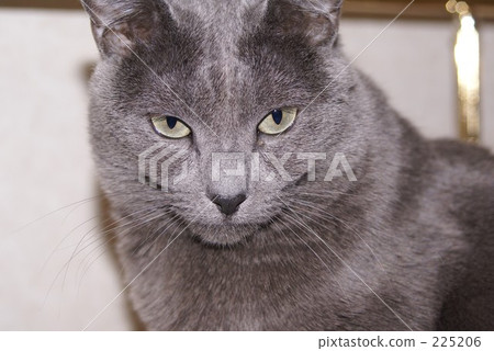 Russian Blue Russian Blue 225206