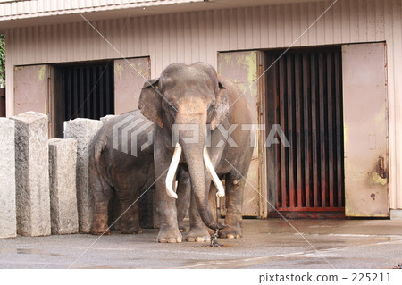Asian elephant's fangs 225211