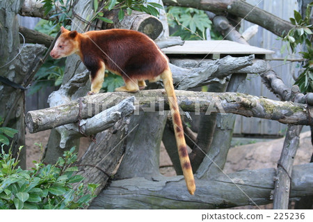 It's Sedge Ki Novoli Kangaroo 225236