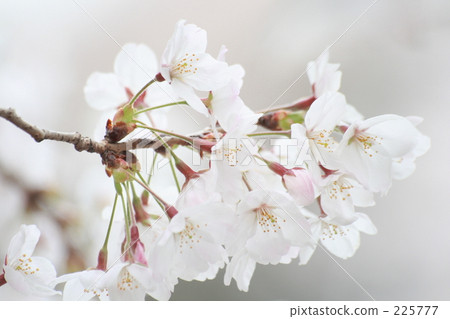 櫻花吉野櫻花 225777