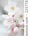 Cherry Blossoms   225778