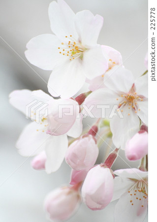 櫻花 櫻花 225778