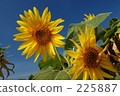 Sun Flower  225887