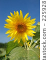 Sun Flower  225928