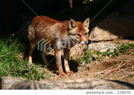 這是一隻狐狸。 這是一隻狐狸。 226076
