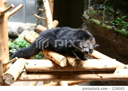 Bintellow全身 226081