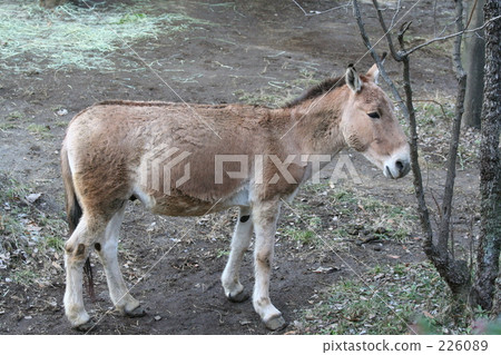 整個mauconolova 整個mauconolova 226089