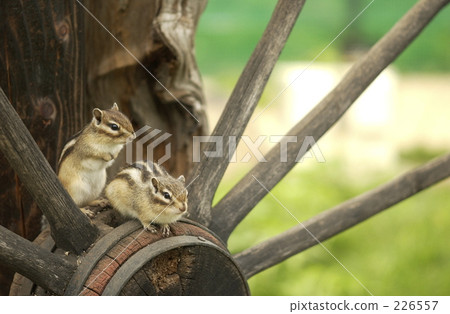 hokkaido squirrel, squirrel, squirrels 226557