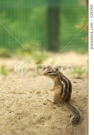 北海道松鼠 松鼠 日本北海道松鼠 226560
