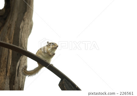 hokkaido squirrel, squirrel, squirrels 226561