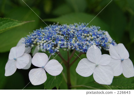 whim, strawberry geranium, start of the rainy season 226643