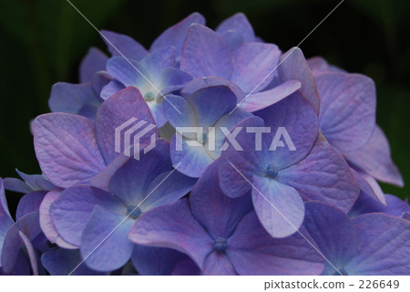 whim, strawberry geranium, start of the rainy season 226649