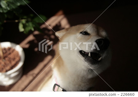 開口笑 大笑 笑 226660