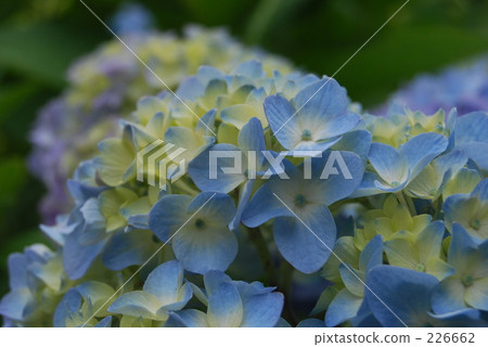 心血來潮 繡球花 繡球 226662